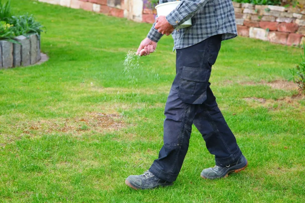  A Look At How To Add Potassium To Lawn