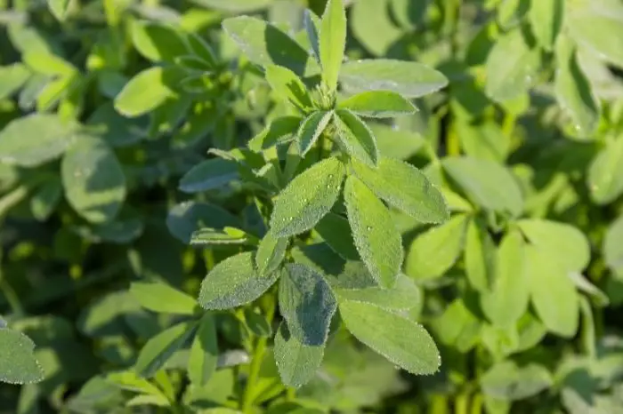 About Alfalfa Plant