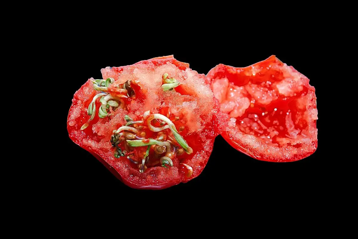 Can You Eat A Tomato With Seeds Sprouting Inside