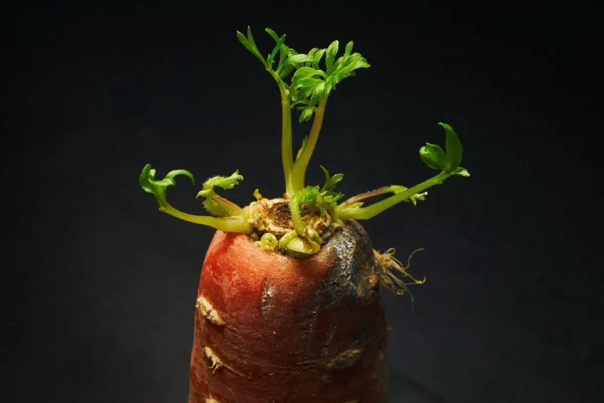 Can You Eat Carrots That Have Sprouted? - Grower Today