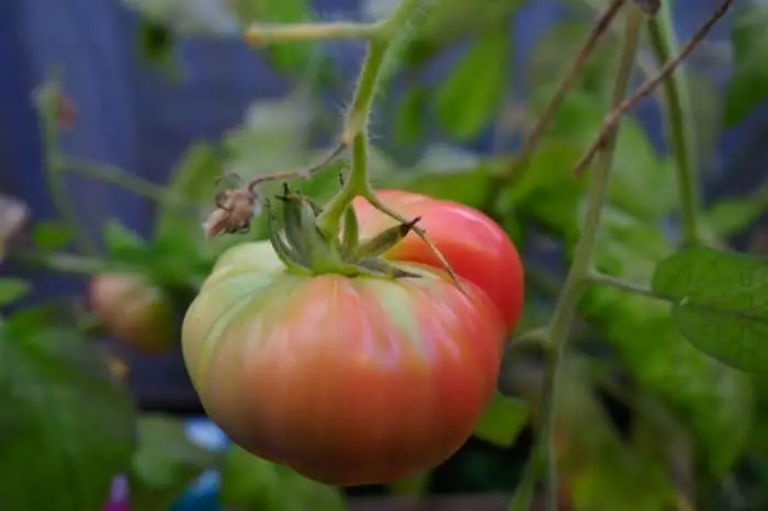 Caring For Beefsteak Tomato