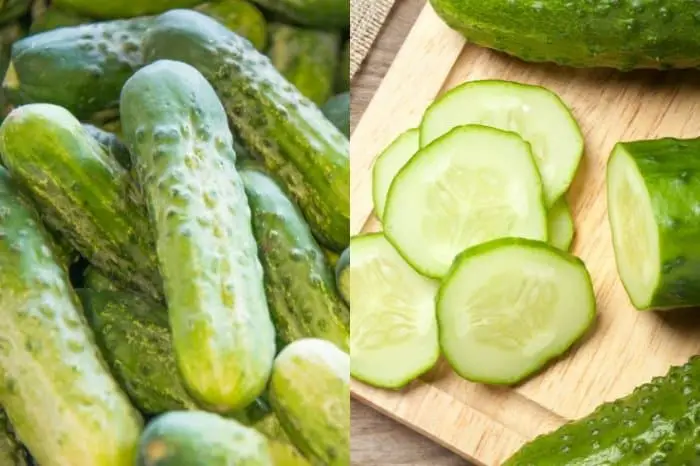 Difference Between Pickling Cucumber Vs Regular Cucumber