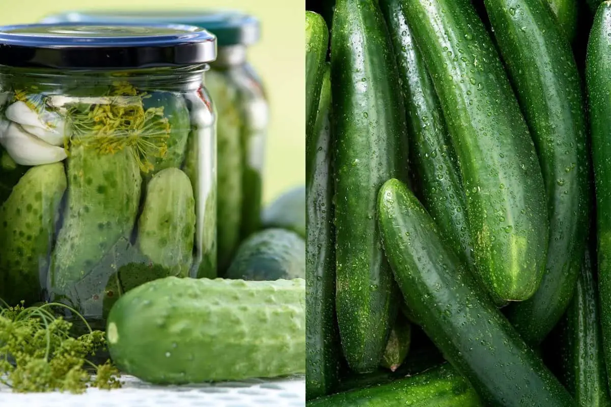 Differences Between Pickling Cucumbers vs Regular Cucumbers