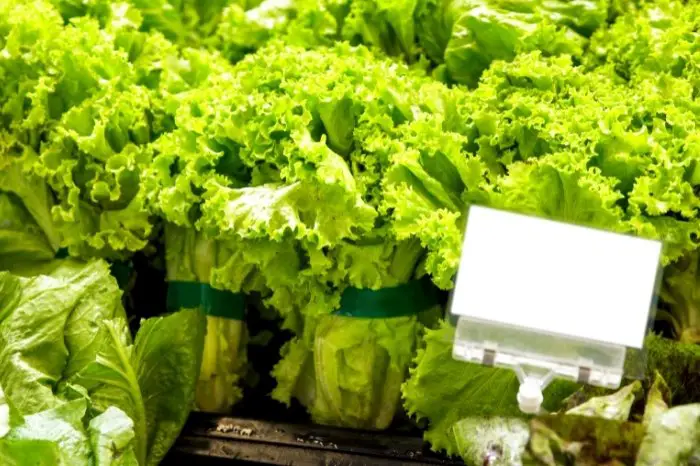 Does Lettuce Regrow From Store-Bought Lettuce Head