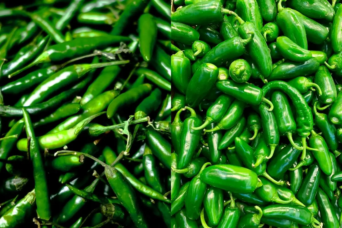 Green Chiles Vs Jalapeno: Get To Know The Differences