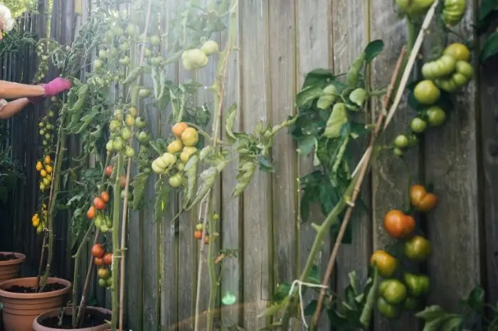 Grow Your Own Tomatoes and Remember to Harvest Them on Time