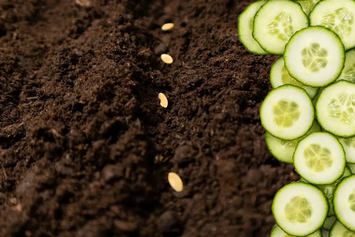 How Many Cucumber Seeds Per Hole Should You Plant