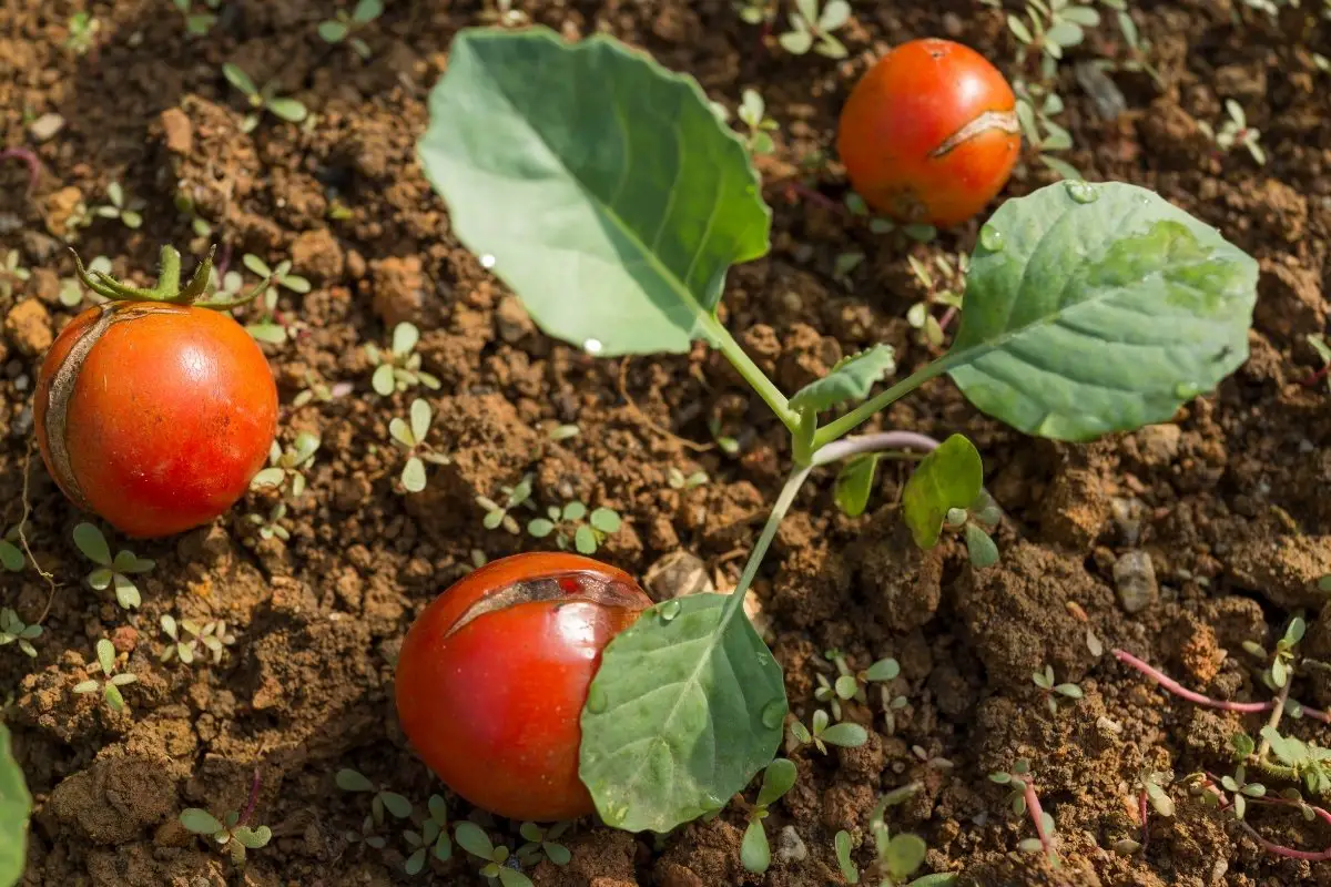 How To Add Calcium To Soil For Tomatoes