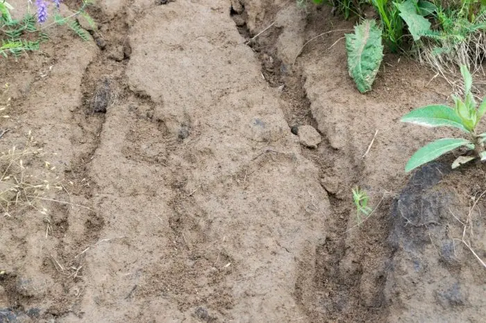 Identifying Clay Soil