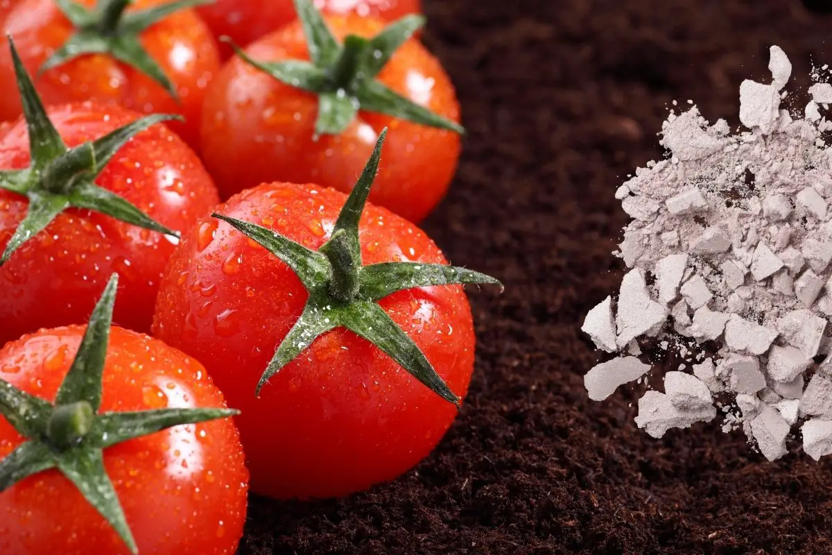 Is Adding Lime To Soil For Tomatoes A Good Idea
