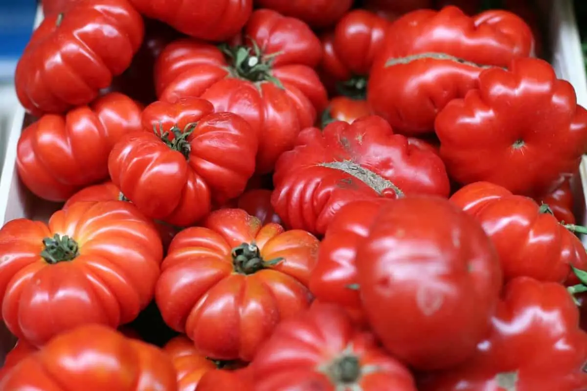 Is Beefsteak Tomato Determinate Or Indeterminate - All You Need To Know