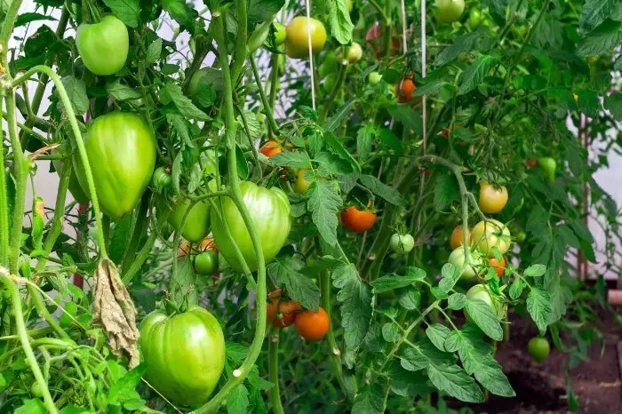 Sprite - Types Of Patio Tomatoes