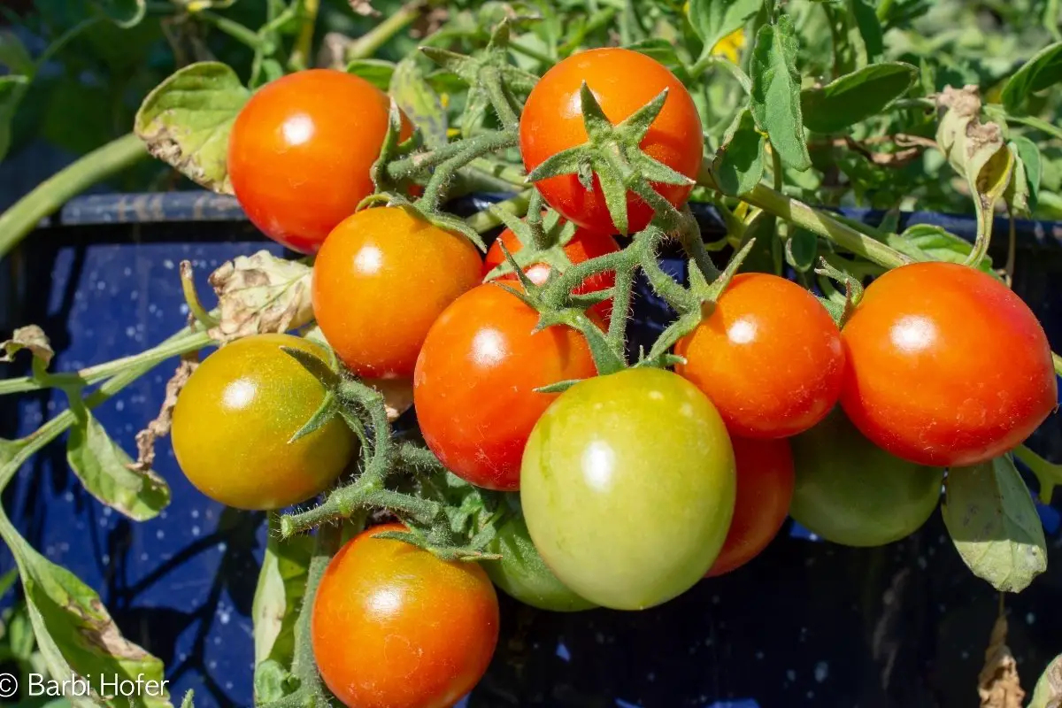 Types Of Patio Tomatoes – Useful Tips For Successful Growth