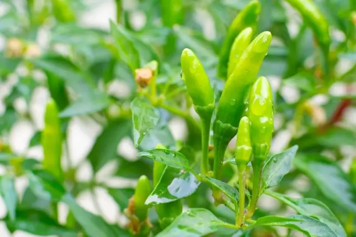 What Is A Green Chili Pepper Plant