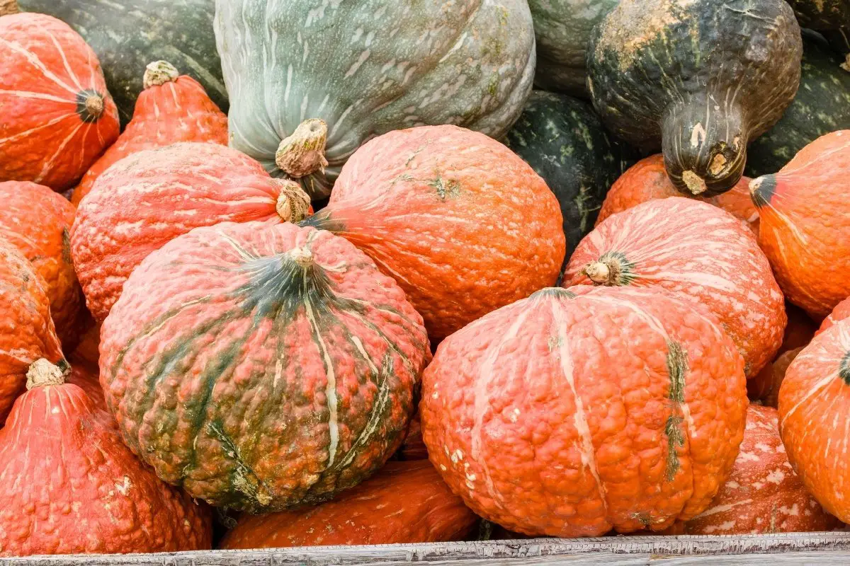 When To Harvest Hubbard Squash - Best Time To Harvest