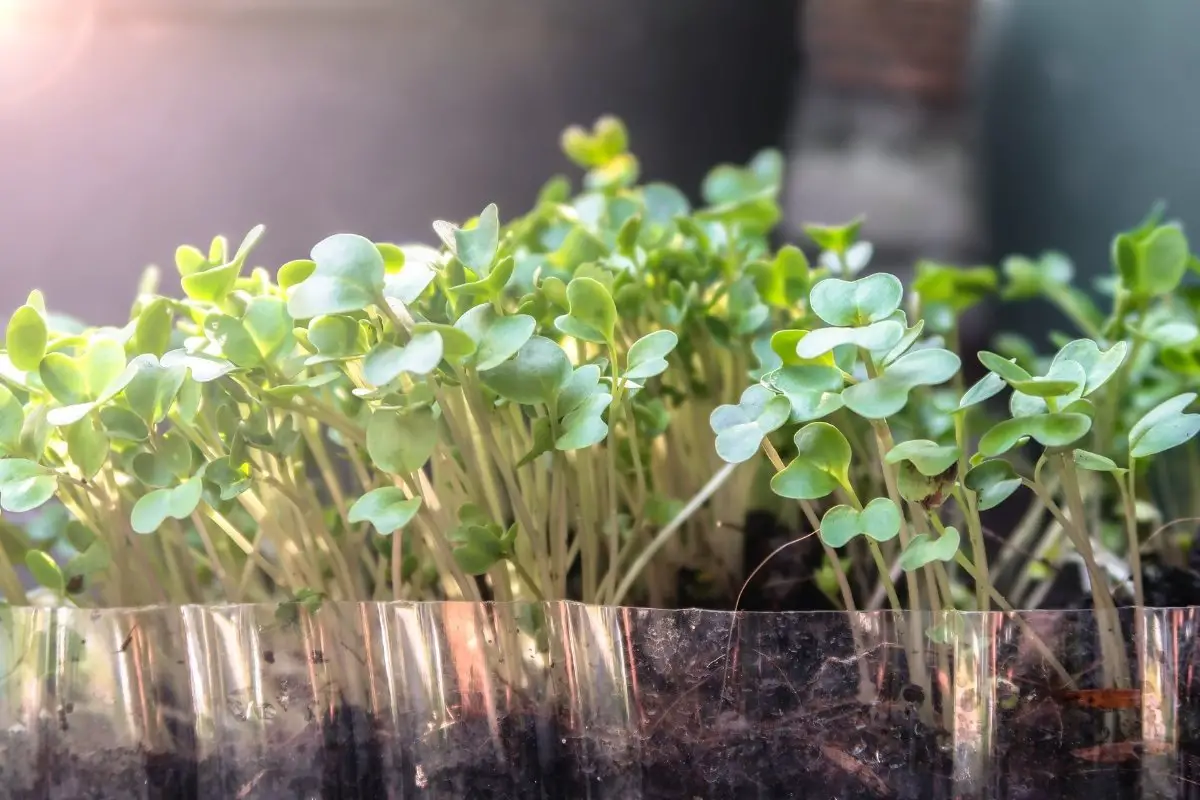 How To Grow Broccolini From Seed