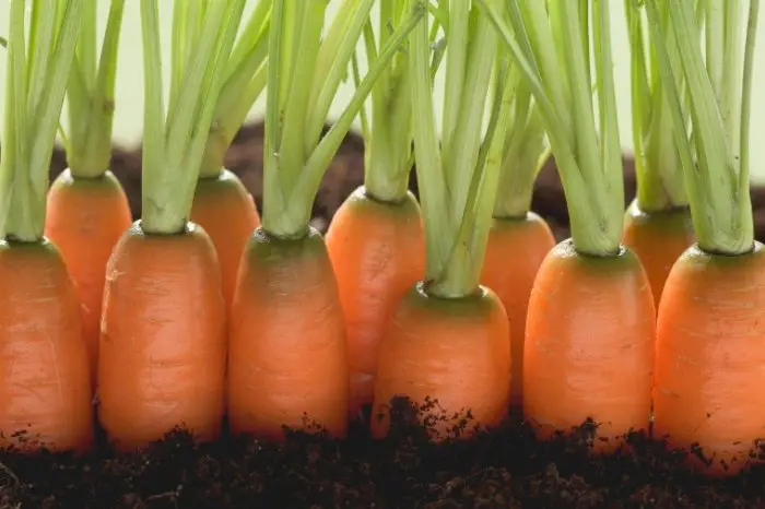 Best Soil pH For Carrots