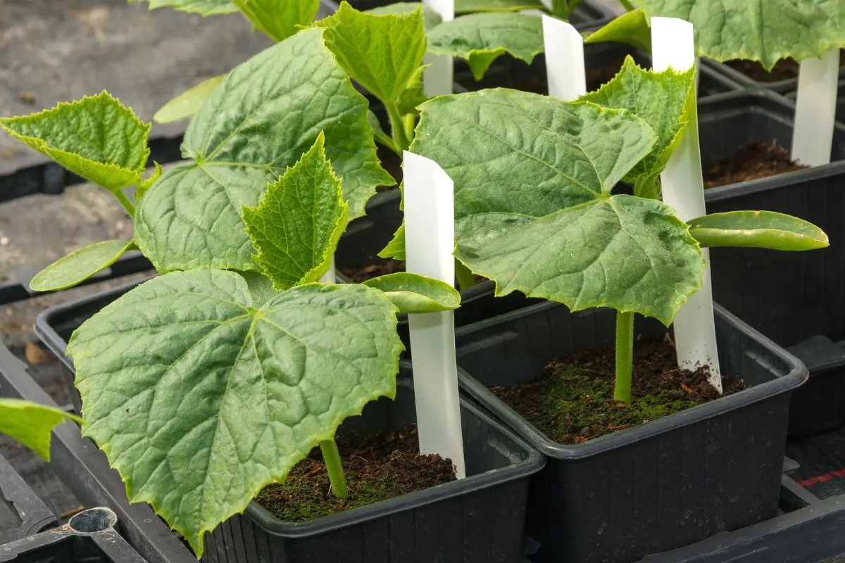 Can I Grow Cucumbers In A Pot? - Step-by-Step Guide