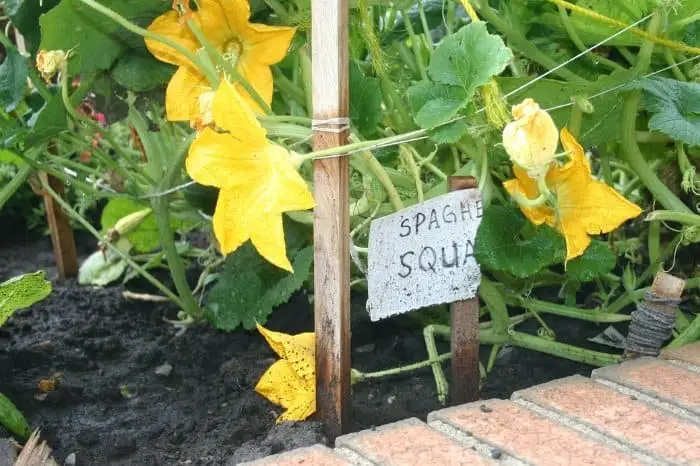 Care And Maintenance When Growing Spaghetti Squash