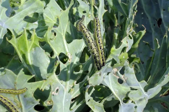 Common Broccolini Pests And Diseases