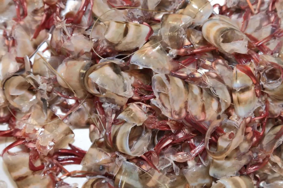 can you compost shrimp shells