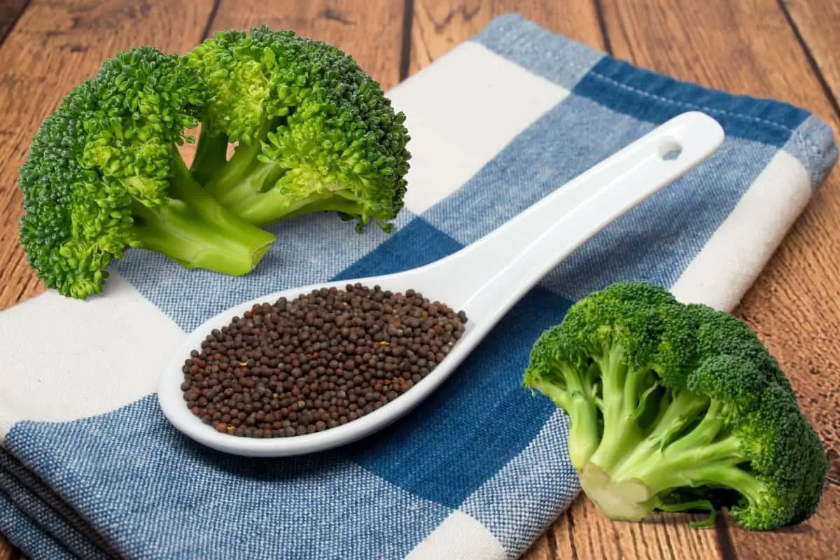 Do You Know What Do Broccoli Seeds Look Like