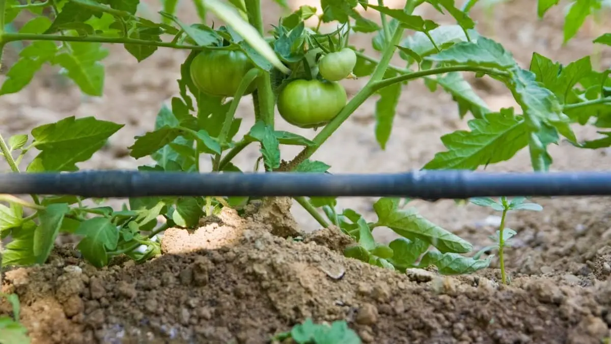 Drip Irrigation For Tomatoes In Containers
