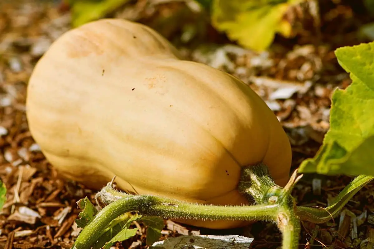 How To Grow Butternut Squash In A Container