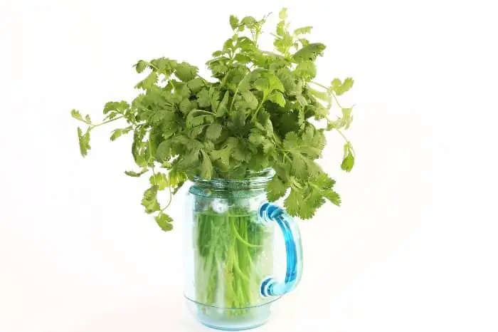 How To Grow Cilantro From Cuttings