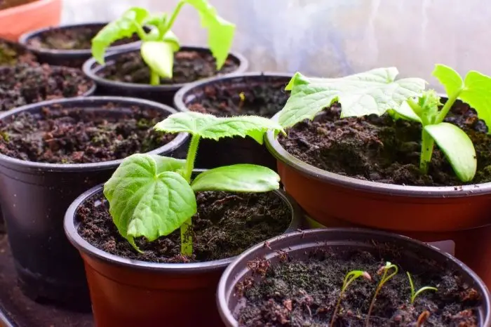 How To Grow Cucumbers In Pots