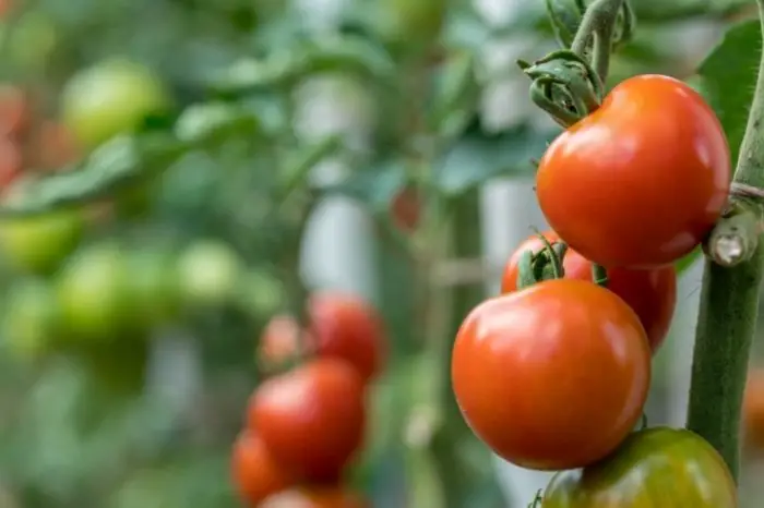 How To Grow The Early Girl Tomatoes