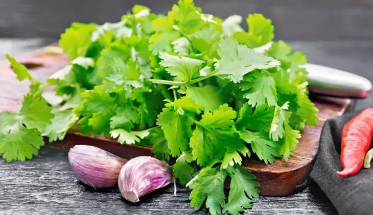 how to tell if cilantro is bad