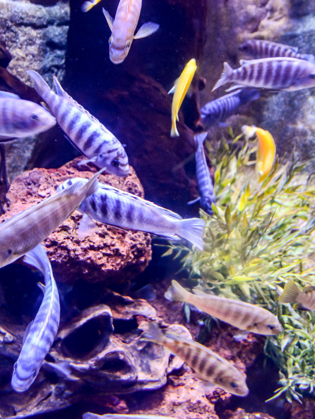 Aquaponic Fish To Plant Ratio