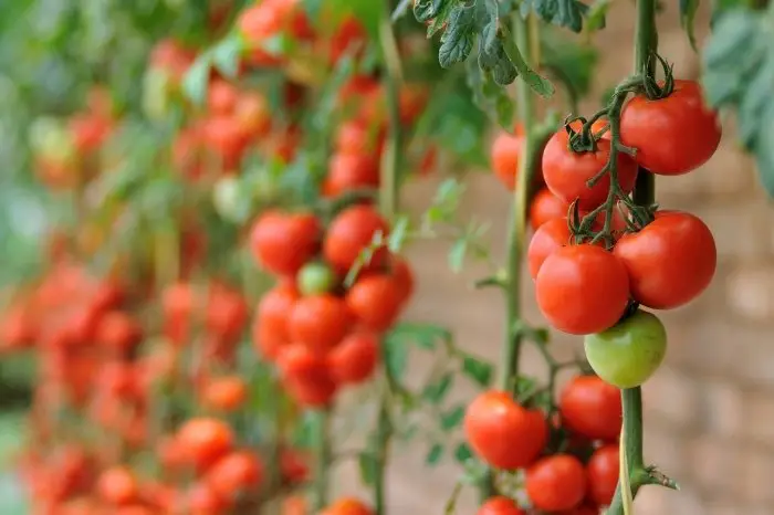 Lowest Temperatures For Tomatoes And Peppers