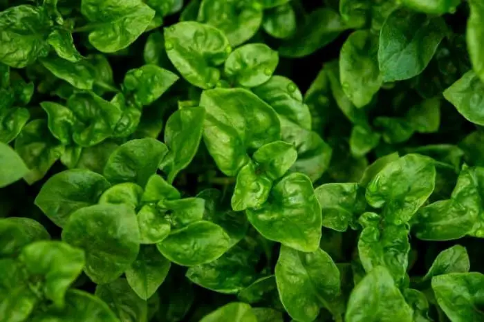 Other Species Called Spinach - Brazilian spinach