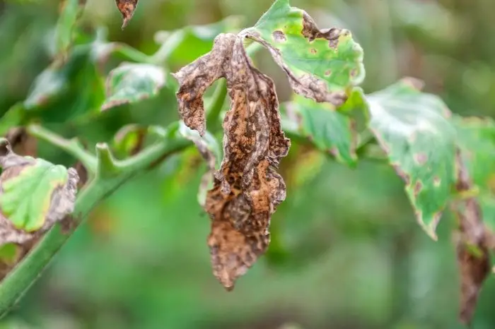 Signs Of Septoria Leaf Spot-Resistant Tomatoes