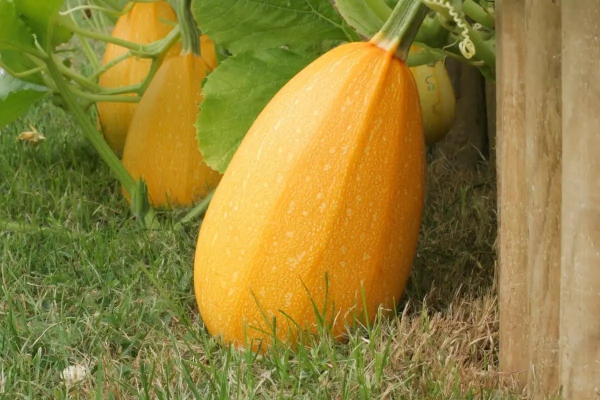 Spaghetti Squash Growing Stages – Step by Step Guide