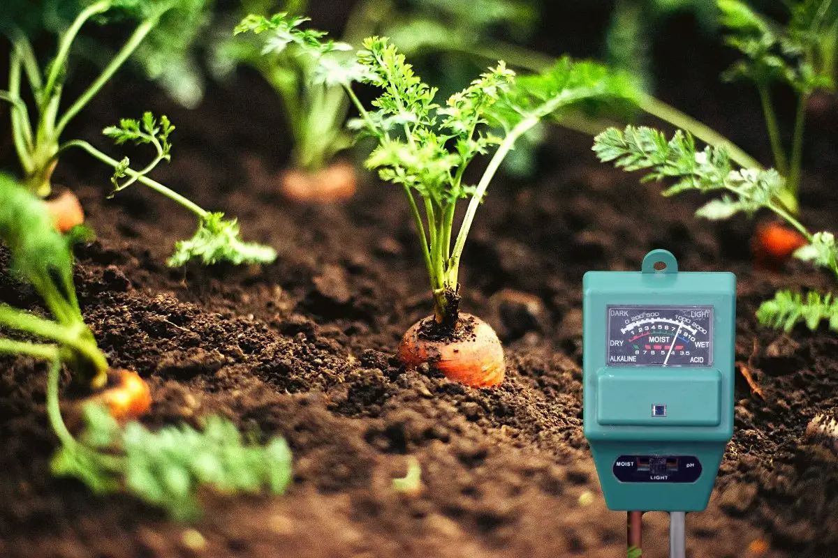 The Ideal Soil pH For Carrots