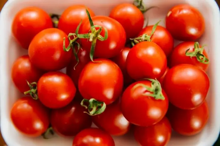 Tomato Varieties For Cooler Climates