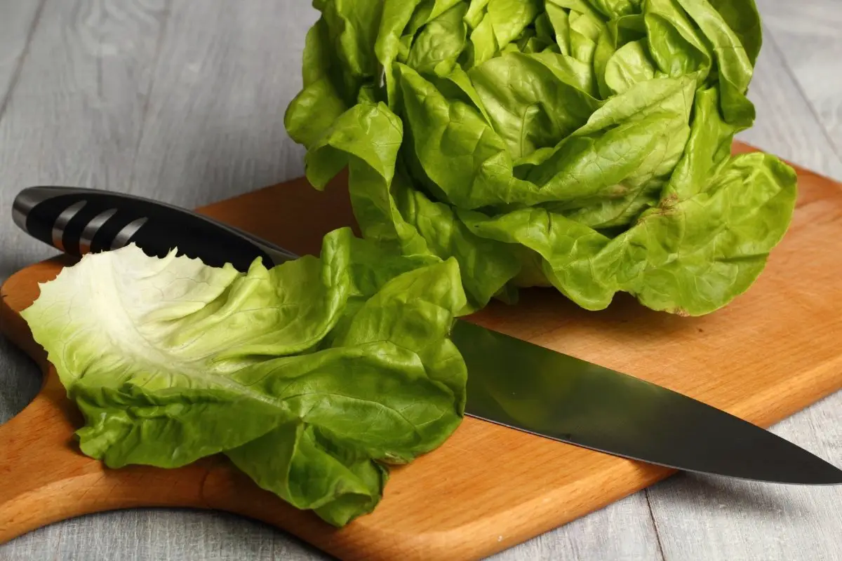 What Does Butter Lettuce Look Like