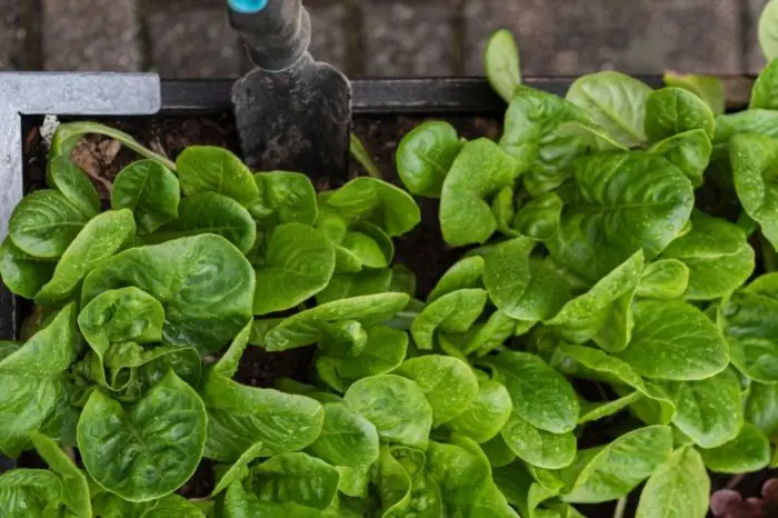 What Growing Romaine Lettuce In A Container Entails