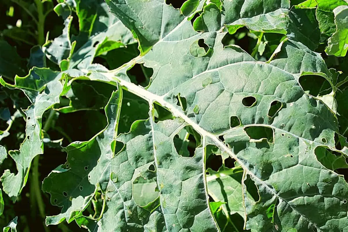 What Is Eating My Broccoli Leaves