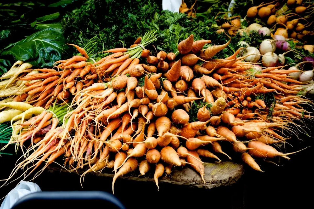 What Is The Botanical Name Of Carrot