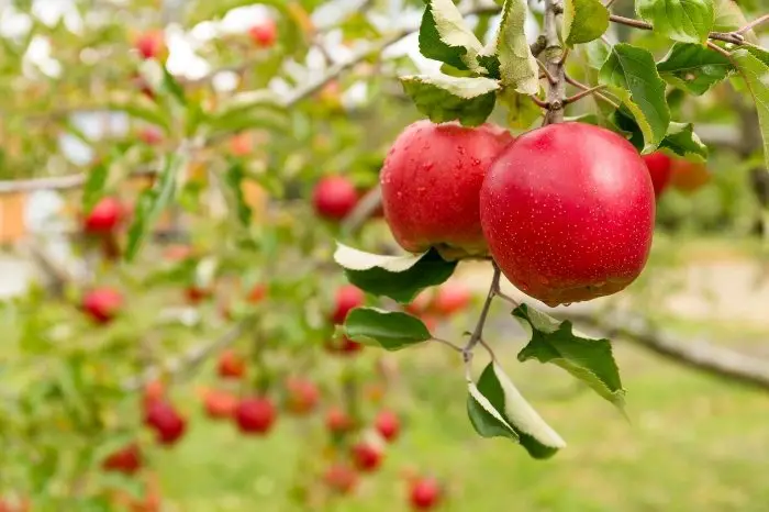 Which Plants Really Need Calcium - Apples