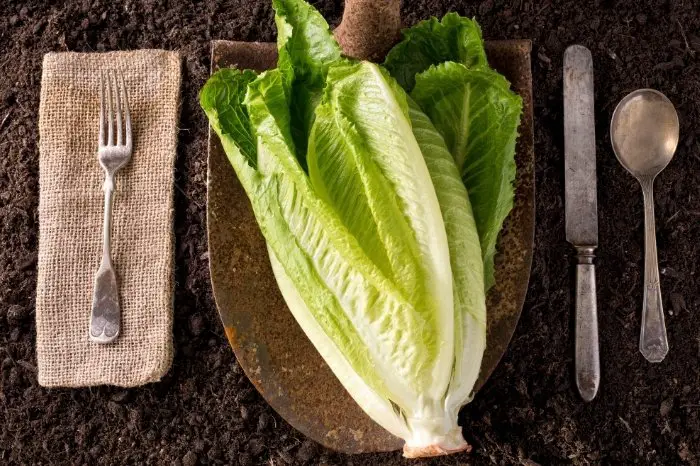Why You Should Be Growing Romaine Lettuce