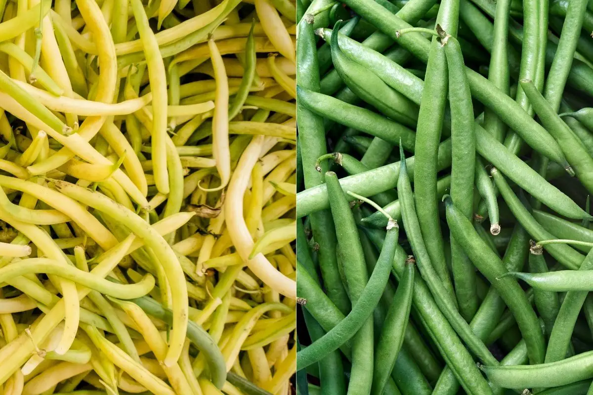 Yellow Beans vs Green Beans