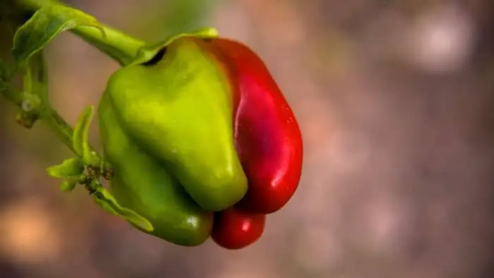 do green peppers turn red