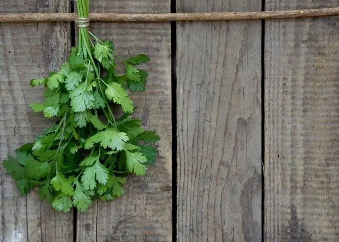  do you eat cilantro stems
