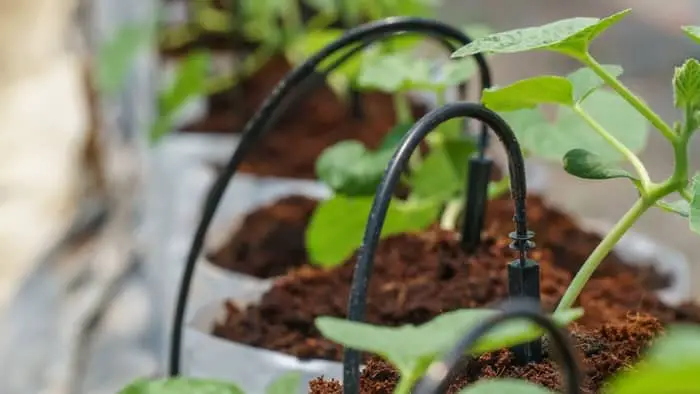 tomato drip irrigation system