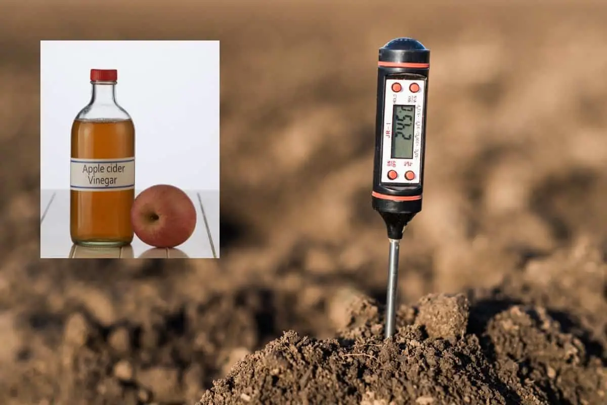 A Study On Lowering Soil pH With Vinegar
